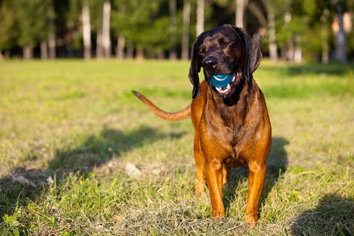 Ein glücklicher bayerischer berghund spielt mit einem ball