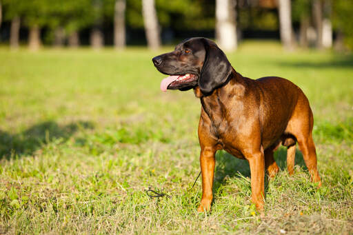 Ein kräftiger bayerischer gebirgshund auf gras