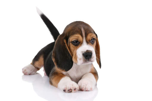 Ein wunderschöner beagle-welpe, der versucht, still zu liegen