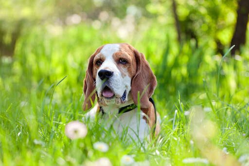 Ein schöner kleiner beagle, der seinen kopf aus dem langen gras streckt