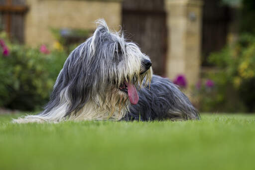 Ein schöner erwachsener bearded collie, der mit herausgestreckter zunge im gras liegt