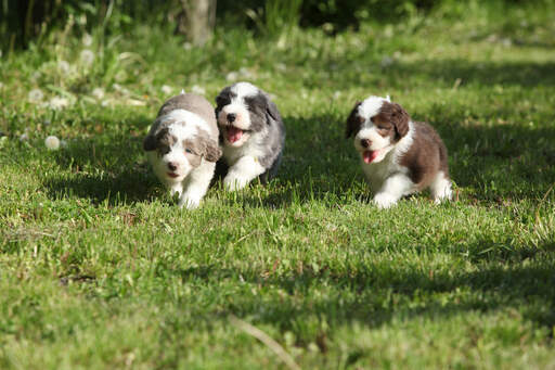 Drei wunderschöne, kleine bearded collie welpen, die im gras herumlaufen