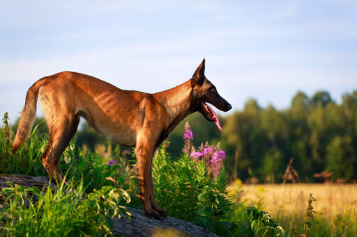 Ein belgischer malinois, der seinen wunderbaren körperbau zur schau stellt