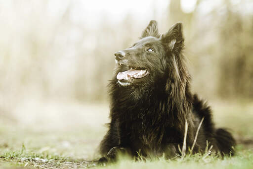 Ein schöner belgischer schäferhund (groenendael), der sich bei einem spaziergang hinlegt