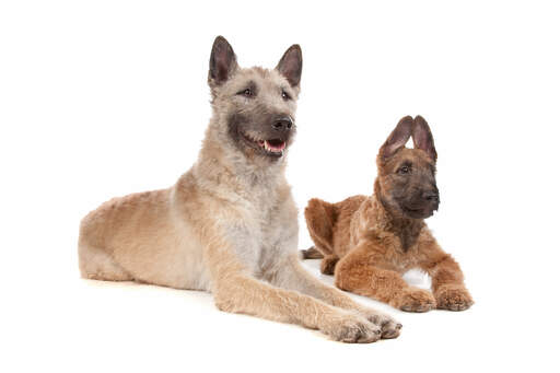 Ein junger und ein erwachsener belgischer schäferhund (laekenois) liegen nebeneinander