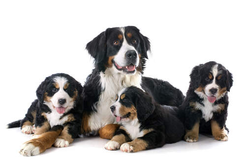 Eine familie von berner sennenhunden