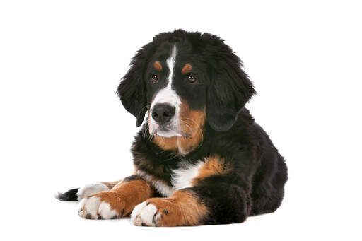 Ein hübscher kleiner berner sennenhund