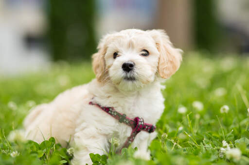 Ein bichon frise, der sich verdientermaßen im gras ausruht