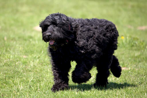 Der schöne, lange körper eines schwarzen russischen terriers und seine riesigen pfoten