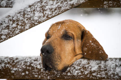 Ein bluthund, der seinen kopf auf ein gatter in der Snow