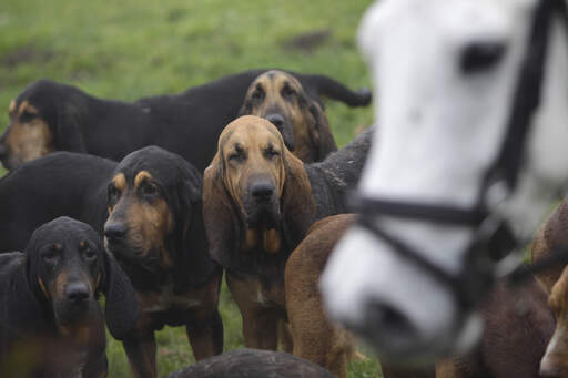 Eine meute von bluthunden auf der jagd mit den pferden