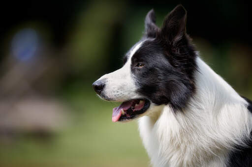 Eine nahaufnahme der schönen langen nase und der aufmerksamen ohren eines schwarz-weißen border collies