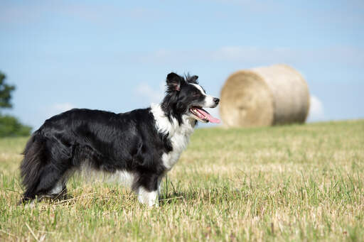 Ein erwachsener border collie, der seinen wendigen körperbau zur schau stellt