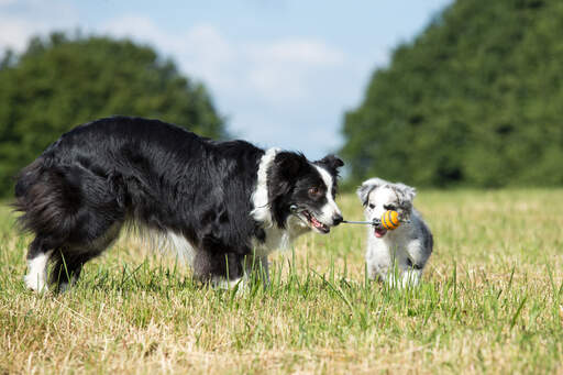 Ein erwachsener border collie bringt einem welpen das spielen bei