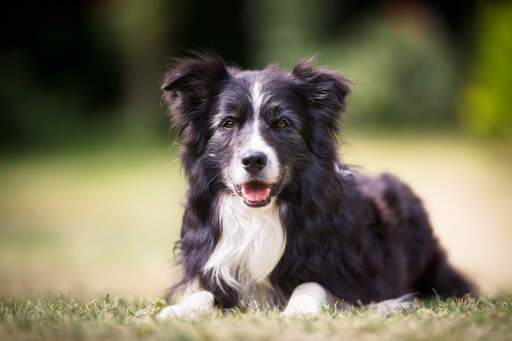 Ein intelligenter border collie, der brav liegt und auf befehle wartet