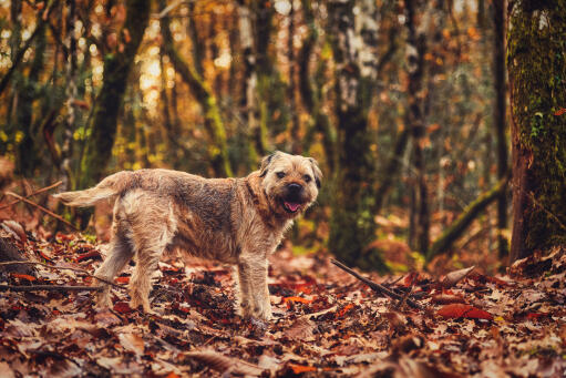 Ein border terrier inmitten der blätter, mit einem schönen dichten, drahtigen fell