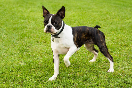 Ein süßer, kleiner bostoner terrier, bereit zum spielen