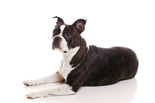 Ein reifer erwachsener boston terrier mit einem schönen kräftigen körperbau