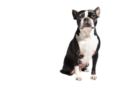 Ein schöner, junger boston terrier saß stramm