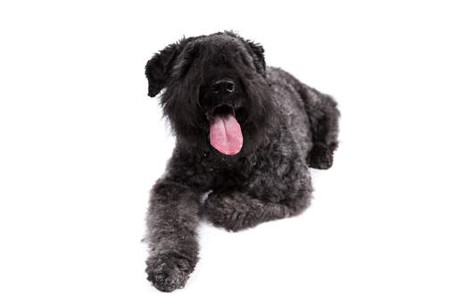 Ein flauschiger bouvier des flandres, der sich hinlegt