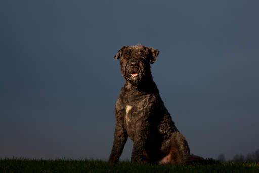 Ein stattlicher bouvier des flandres setzt sich beim spaziergang hin