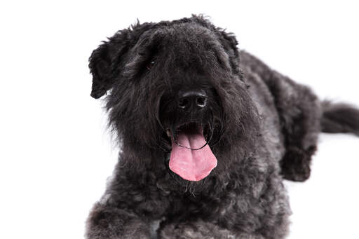 Das hübsche gesicht eines bouvier des flandres im liegen