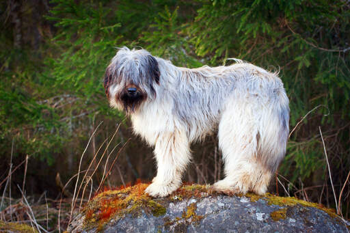 Ein briard, der auf einem felsen steht und seine wunderschönen langen fransen zur schau stellt