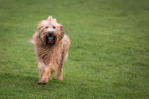 Ein gesunder briard, der draußen mit einem ball spielt