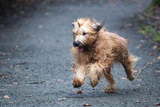 Ein ausgewachsener briard, der mit vollem tempo läuft