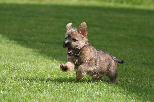 Ein süßer, kleiner cairn-terrier, der im gras spielt