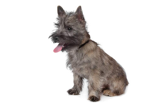 Ein junger cairn-terrier-welpe mit kurzem und dickem fell