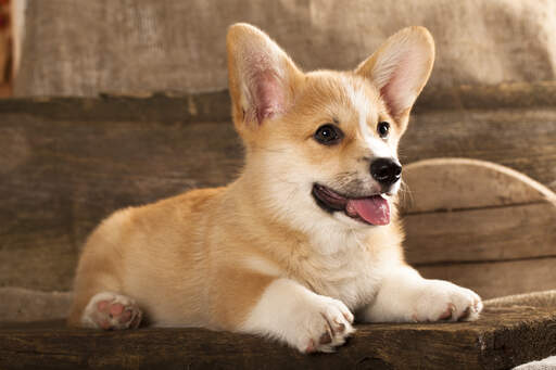 Ein wunderschöner, kleiner cardigan-welsh-corgi-welpe mit einem weichen, dichten fell