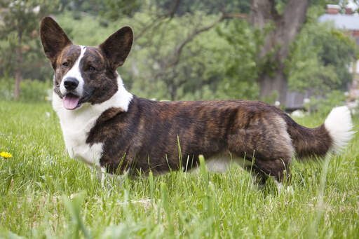 Ein gesunder, braun-weißer cardigan welsh corgi steht aufrecht im gras