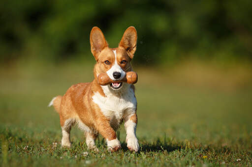 Ein wunderschöner brauner und weißer cardigan welsh corgi, der draußen spielt