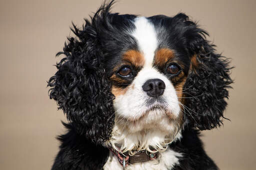 Die schönen, struppigen ohren eines cavalier king charles spaniels