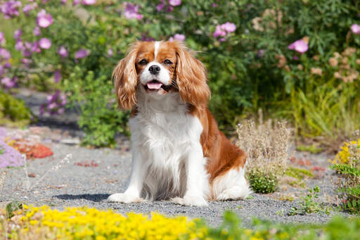 Ein gesunder, kleiner cavalier king charles spaniel mit traditionellem fell