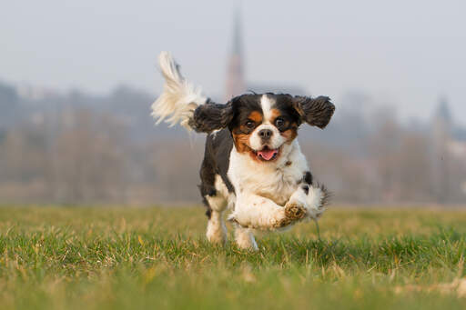 Ein kleiner cavalier king charles spaniel, der sich gerne bewegt