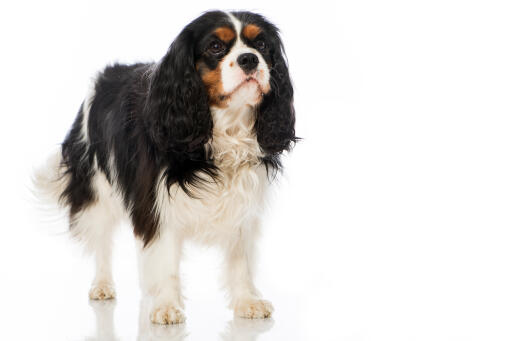 Ein ausgewachsener cavalier king charles spaniel mit einem schönen, langen fell