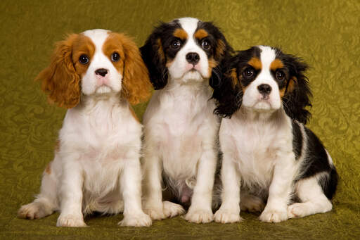 Drei kleine cavalier king charles spaniels sitzen geduldig