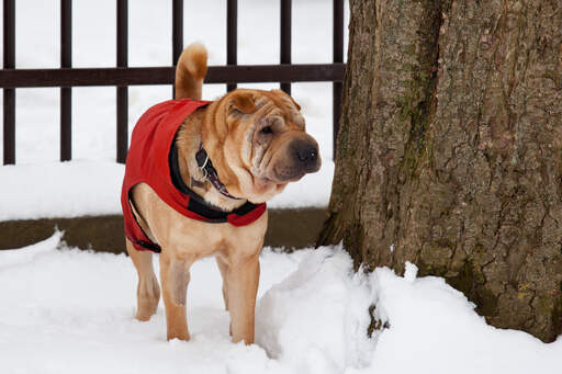 Ein chinesischer shar pei mit einem schönen, faltigen gesicht und einem buschigen schwanz