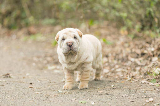 Ein schöner, kleiner chinesischer shar pei welpe mit faltigem fell