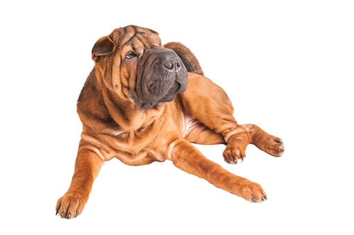 Ein ausgewachsener chinesischer shar pei, der sehr bequem liegt