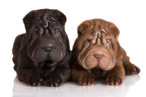 Zwei hübsche junge chinesische shar peis genießen die gesellschaft des anderen