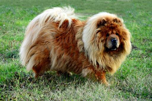 Ein schöner, erwachsener chow-chow, der sich auf der wiese austobt