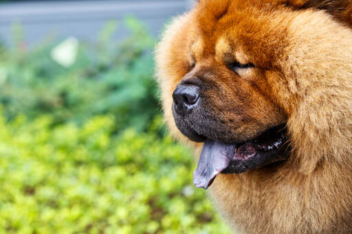 Eine nahaufnahme des wunderschönen, dicken fuchses eines chow-chows