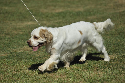 Ein wunderschöner, junger clumber spaniel-welpe mit einem herrlich weichen fell