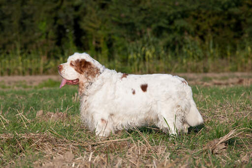 Ein gesunder erwachsener clumber spaniel mit langem, dichtem fell