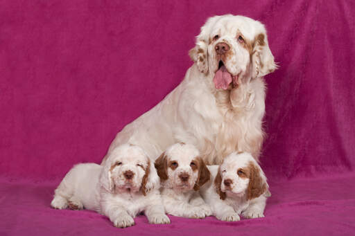 Eine clumber spaniel-mutter mit ihren drei hübschen welpen