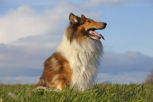 Ein schöner collie, der aufrecht sitzt und seine schöne, lange nase zur schau stellt