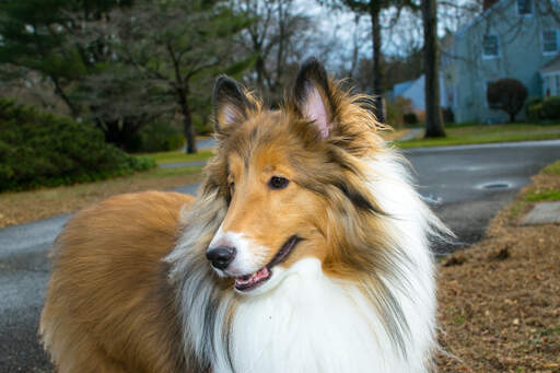 Eine nahaufnahme der schönen spitzen ohren und des wunderbar weichen fells eines collies